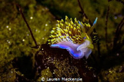 Opalescent Nudibranch shot in Monterey, California. This ... by Lauren Mackenzie 